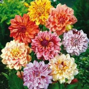 Rembrandt Dahlia Mixture Seeds - 40 Count - Pollinator Friendly, Heirloom Flower Seeds - Image 2