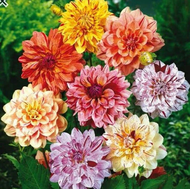 Rembrandt Dahlia Mixture Seeds - 40 Count - Pollinator Friendly, Heirloom Flower Seeds - Image 2