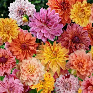 Rembrandt Dahlia Mixture Seeds - 40 Count - Pollinator Friendly, Heirloom Flower Seeds - Image 4