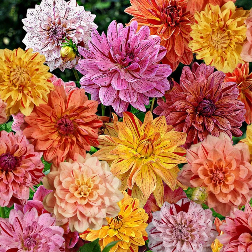 Rembrandt Dahlia Mixture Seeds - 40 Count - Pollinator Friendly, Heirloom Flower Seeds - Image 4
