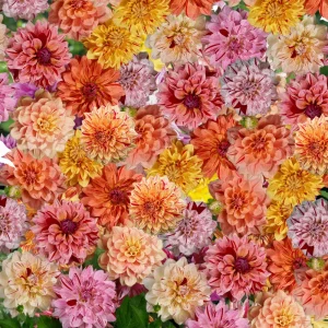 Rembrandt Dahlia Mixture Seeds - 40 Count - Pollinator Friendly, Heirloom Flower Seeds - Image 5