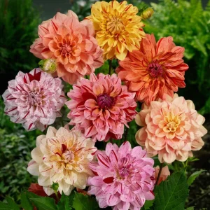 Rembrandt Dahlia Mixture Seeds - 40 Count - Pollinator Friendly, Heirloom Flower Seeds - Image 6