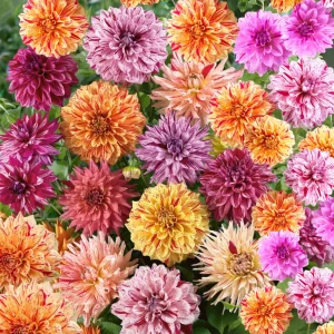 Rembrandt Dahlia Mixture Seeds - 40 Count - Pollinator Friendly, Heirloom Flower Seeds - Image 7