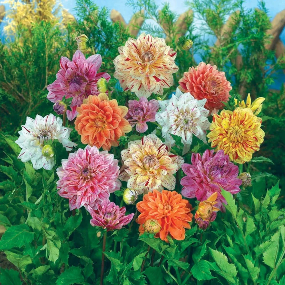 Rembrandt Dahlia Mixture Seeds - 40 Count - Pollinator Friendly, Heirloom Flower Seeds - Image 8