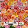 Rembrandt Dahlia Mixture Seeds - 40 Count - Pollinator Friendly, Heirloom Flower Seeds - Image 1