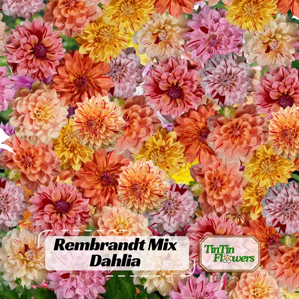 Rembrandt Dahlia Mixture Seeds - 40 Count - Pollinator Friendly, Heirloom Flower Seeds - Image 1