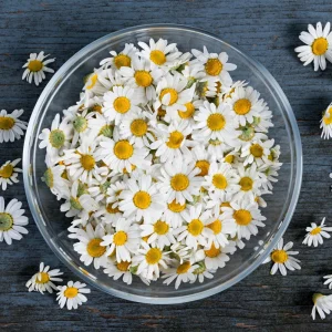 Roman Chamomile Seeds - Perennial Herb Seeds - 30 Seeds - Non GMO - Image 11
