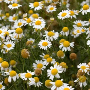 Roman Chamomile Seeds - Perennial Herb Seeds - 30 Seeds - Non GMO - Image 13
