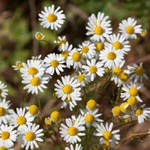 Roman Chamomile Seeds - Perennial Herb Seeds - 30 Seeds - Non GMO - Image 2