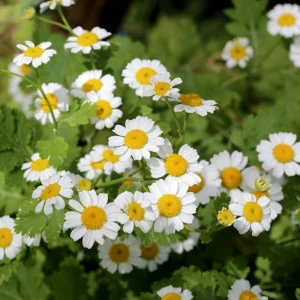 Roman Chamomile Seeds - Perennial Herb Seeds - 30 Seeds - Non GMO - Image 3