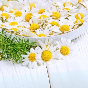 Roman Chamomile Seeds - Perennial Herb Seeds - 30 Seeds - Non GMO - Image 4