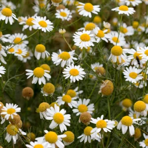 Roman Chamomile Seeds - Perennial Herb Seeds - 30 Seeds - Non GMO - Image 5