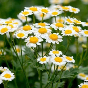 Roman Chamomile Seeds - Perennial Herb Seeds - 30 Seeds - Non GMO - Image 6