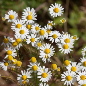 Roman Chamomile Seeds - Perennial Herb Seeds - 30 Seeds - Non GMO - Image 7