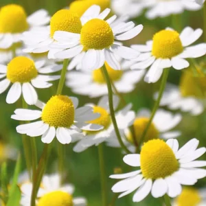 Roman Chamomile Seeds - Perennial Herb Seeds - 30 Seeds - Non GMO - Image 8