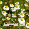 Roman Chamomile Seeds - Perennial Herb Seeds - 30 Seeds - Non GMO - Image 1