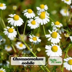 Roman Chamomile Seeds - Perennial Herb Seeds - 30 Seeds - Non GMO - Image 1