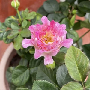 Rose Flower Seeds - 30 Count Pack - Perennial, Cold Resistant, Non-GMO - Image 10