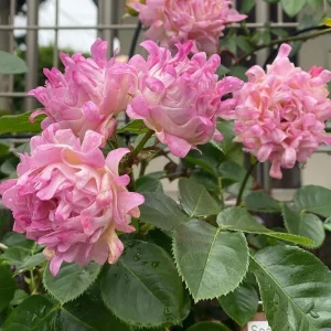 Rose Flower Seeds - 30 Count Pack - Perennial, Cold Resistant, Non-GMO - Image 11