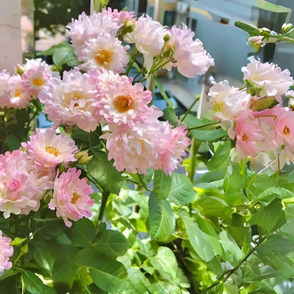 Rose Flower Seeds - 30 Count Pack - Perennial, Cold Resistant, Non-GMO - Image 14