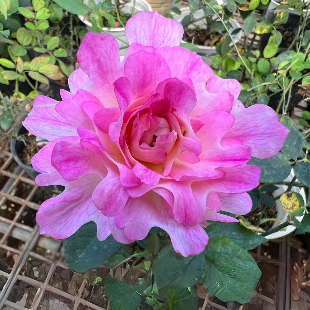 Rose Flower Seeds - 30 Count Pack - Perennial, Cold Resistant, Non-GMO - Image 2