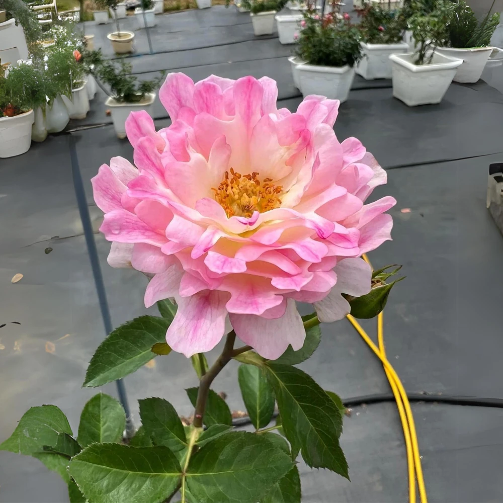 Rose Flower Seeds - 30 Count Pack - Perennial, Cold Resistant, Non-GMO - Image 4