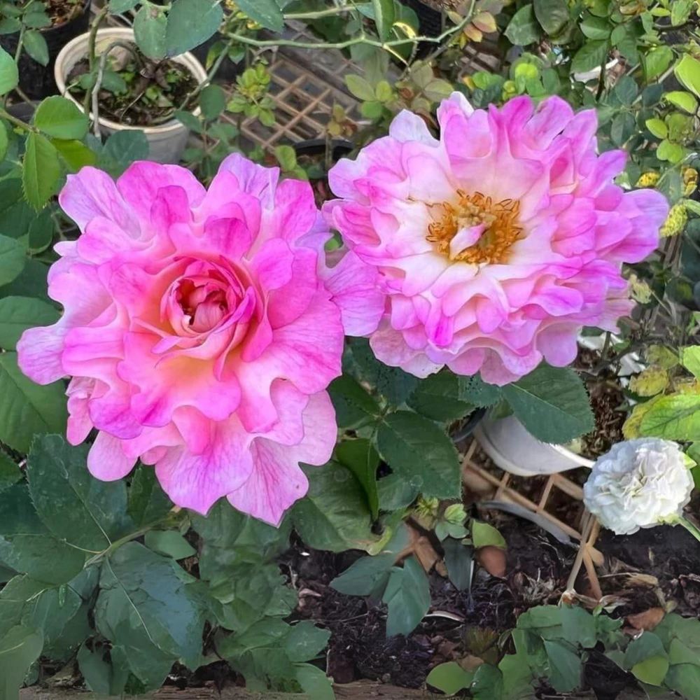 Rose Flower Seeds - 30 Count Pack - Perennial, Cold Resistant, Non-GMO - Image 5