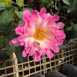 Rose Flower Seeds - 30 Count Pack - Perennial, Cold Resistant, Non-GMO - Image 6