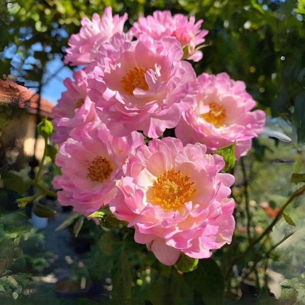 Rose Flower Seeds - 30 Count Pack - Perennial, Cold Resistant, Non-GMO - Image 7