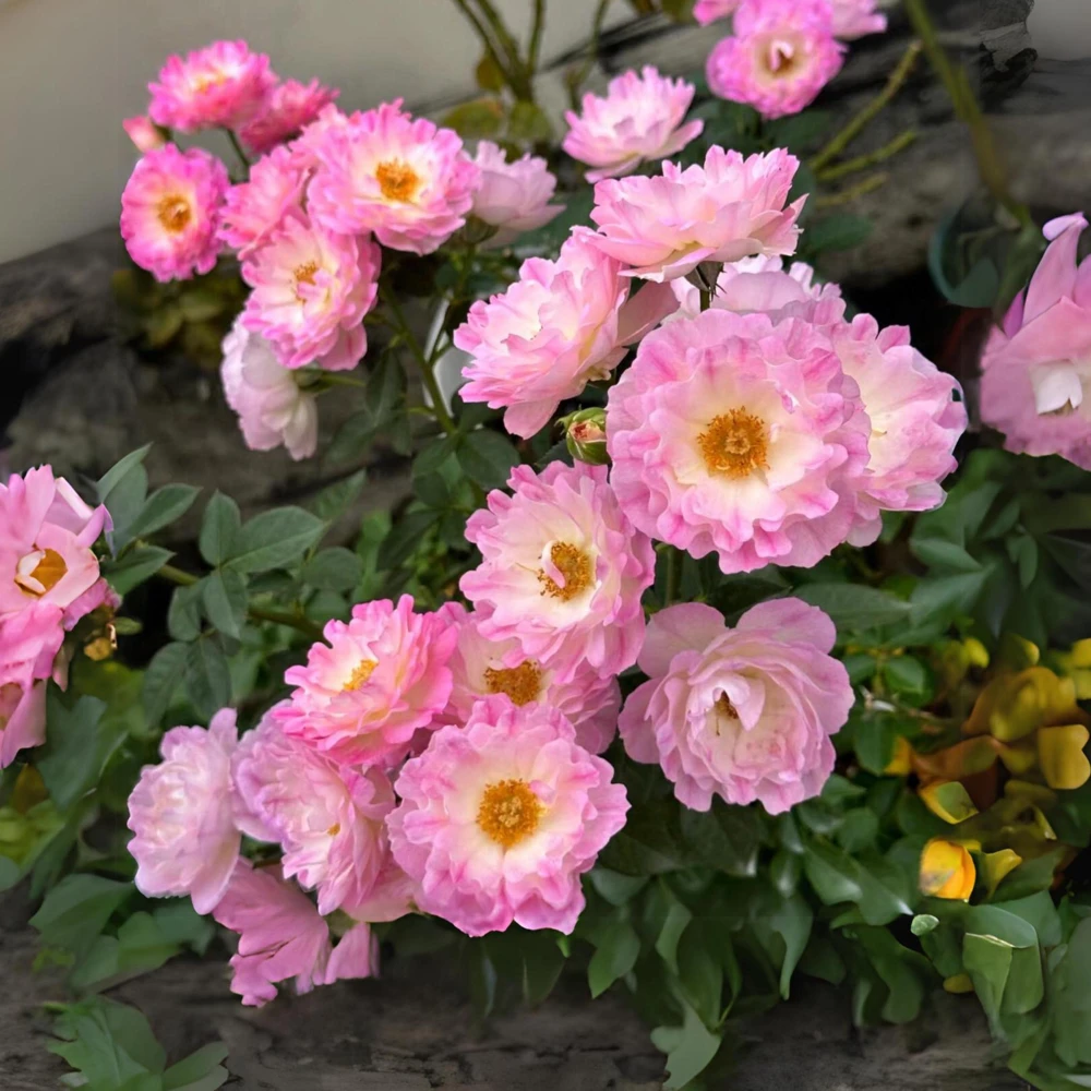 Rose Flower Seeds - 30 Count Pack - Perennial, Cold Resistant, Non-GMO - Image 8