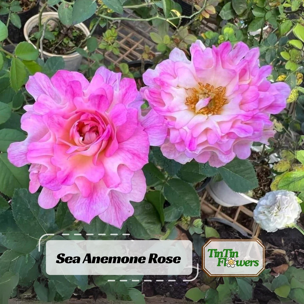 Rose Flower Seeds - 30 Count Pack - Perennial, Cold Resistant, Non-GMO - Image 1