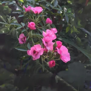 Rose Flower Seeds - Perennial Blooming Garden Roses - Non-GMO Flower Seeds - Image 10