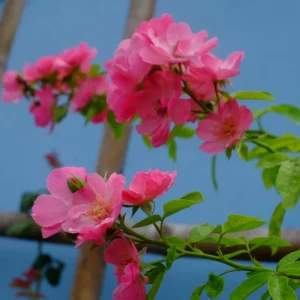Rose Flower Seeds - Perennial Blooming Garden Roses - Non-GMO Flower Seeds - Image 12