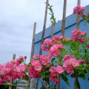 Rose Flower Seeds - Perennial Blooming Garden Roses - Non-GMO Flower Seeds - Image 13