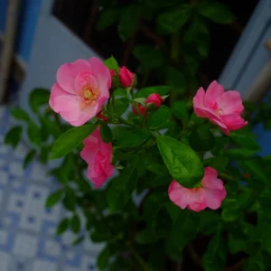 Rose Flower Seeds - Perennial Blooming Garden Roses - Non-GMO Flower Seeds - Image 14