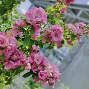 Rose Flower Seeds - Perennial Blooming Garden Roses - Non-GMO Flower Seeds - Image 15