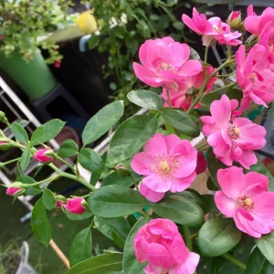 Rose Flower Seeds - Perennial Blooming Garden Roses - Non-GMO Flower Seeds - Image 16