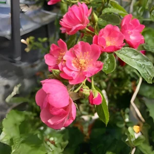 Rose Flower Seeds - Perennial Blooming Garden Roses - Non-GMO Flower Seeds - Image 17