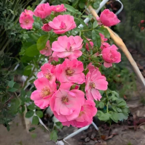 Rose Flower Seeds - Perennial Blooming Garden Roses - Non-GMO Flower Seeds - Image 2