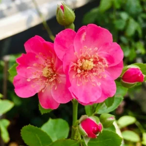 Rose Flower Seeds - Perennial Blooming Garden Roses - Non-GMO Flower Seeds - Image 3