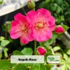 Rose Flower Seeds - Perennial Blooming Garden Roses - Non-GMO Flower Seeds - Image 1