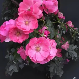 Rose Flower Seeds - Perennial Blooming Garden Roses - Non-GMO Flower Seeds - Image 4