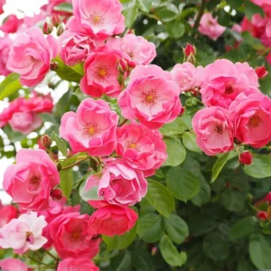 Rose Flower Seeds - Perennial Blooming Garden Roses - Non-GMO Flower Seeds - Image 5