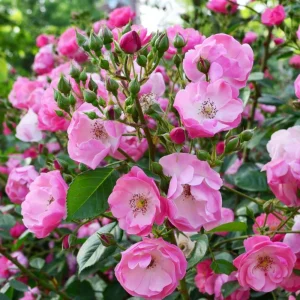 Rose Flower Seeds - Perennial Blooming Garden Roses - Non-GMO Flower Seeds - Image 6