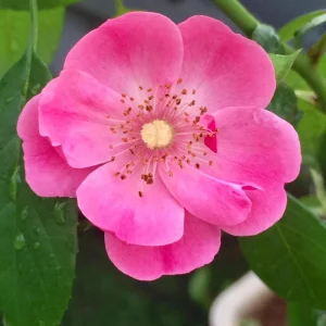 Rose Flower Seeds - Perennial Blooming Garden Roses - Non-GMO Flower Seeds - Image 7