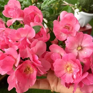 Rose Flower Seeds - Perennial Blooming Garden Roses - Non-GMO Flower Seeds - Image 8