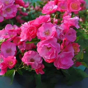 Rose Flower Seeds - Perennial Blooming Garden Roses - Non-GMO Flower Seeds - Image 9
