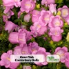 Rose Pink Canterbury Bells Seeds - Campanula Medium - Elegant Biennial Flower - 20 Seeds - Image 1