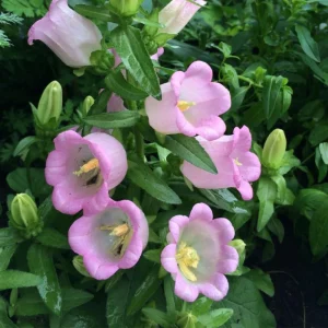 Rose Pink Canterbury Bells Seeds - Campanula Medium - Elegant Biennial Flower - 20 Seeds - Image 10