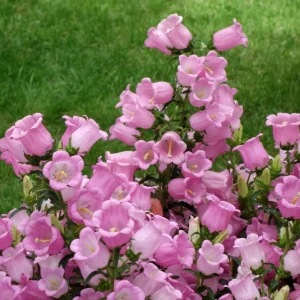Rose Pink Canterbury Bells Seeds - Campanula Medium - Elegant Biennial Flower - 20 Seeds - Image 2